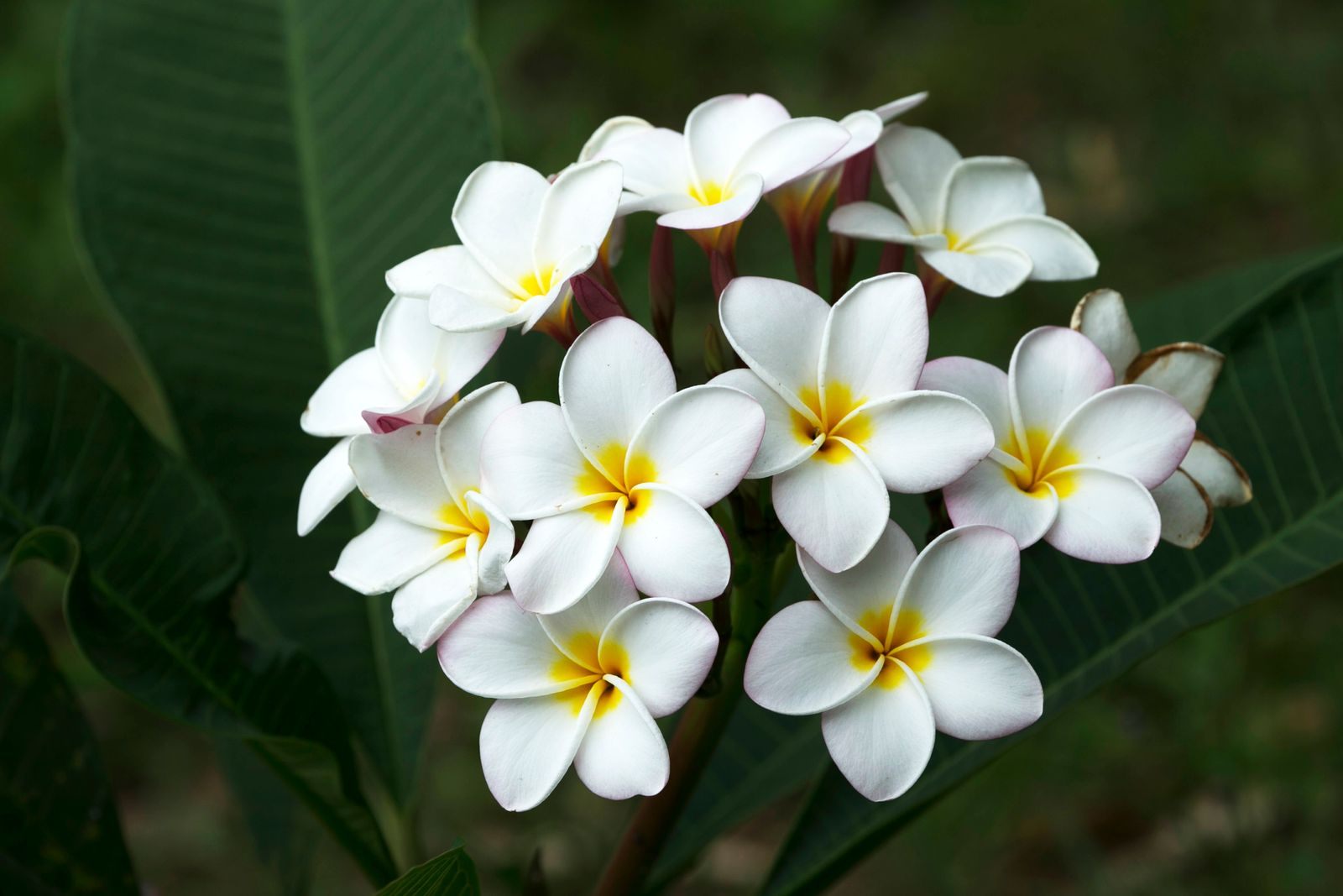 Cluster of white plumeria flowers with yellow centers, a favorite flower for lei