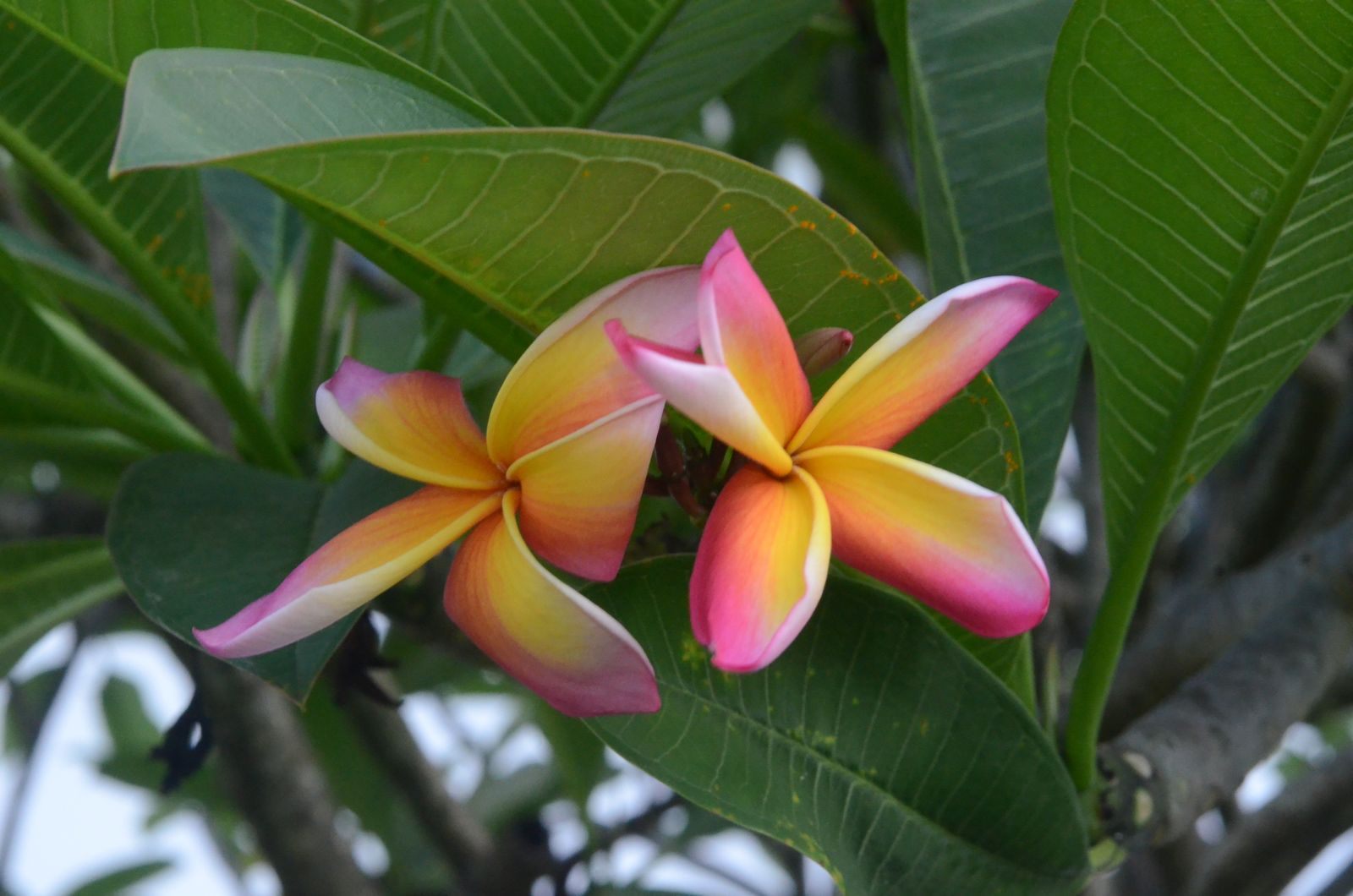 Pink and yellow plumeria blossoms among green leaves