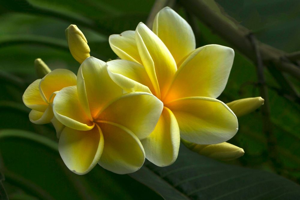Yellow plumeria blossoms, a flower often strung for a lei greeting on Maui and the other islands